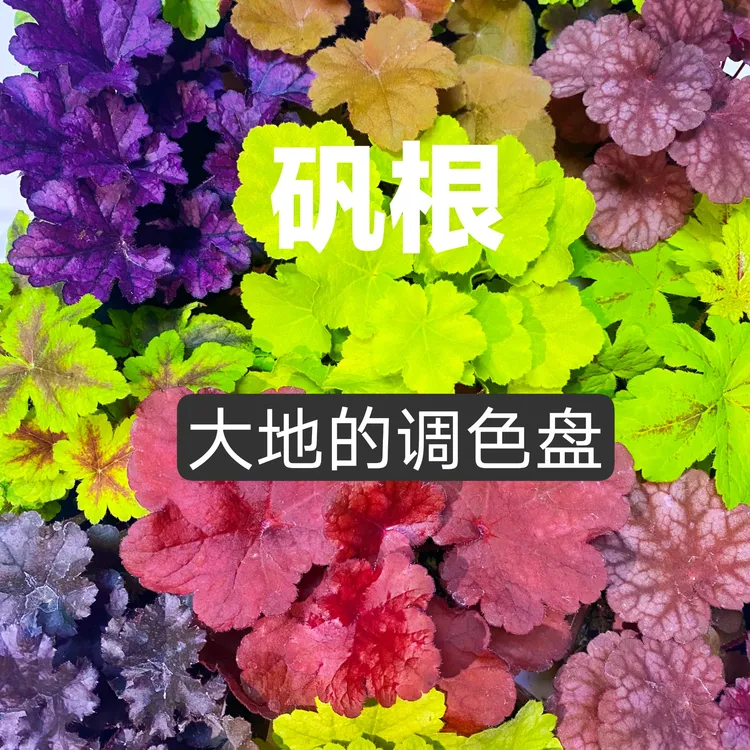 矾根【10棵不同品种组合】绿植盆栽绿化花卉凡根观叶庭院耐阴耐寒