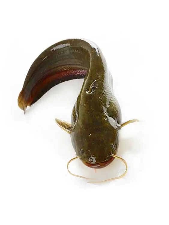 南方大口鲶淡冷水养殖胡二须子鲶大型冷埃及鲶土鲶宠物鱼鱼苗批发