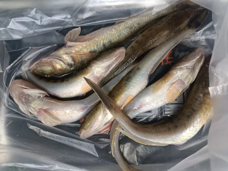 （顺丰包邮）山东渤海湾鲜狗光鱼（大）一份4斤，一斤6至8条