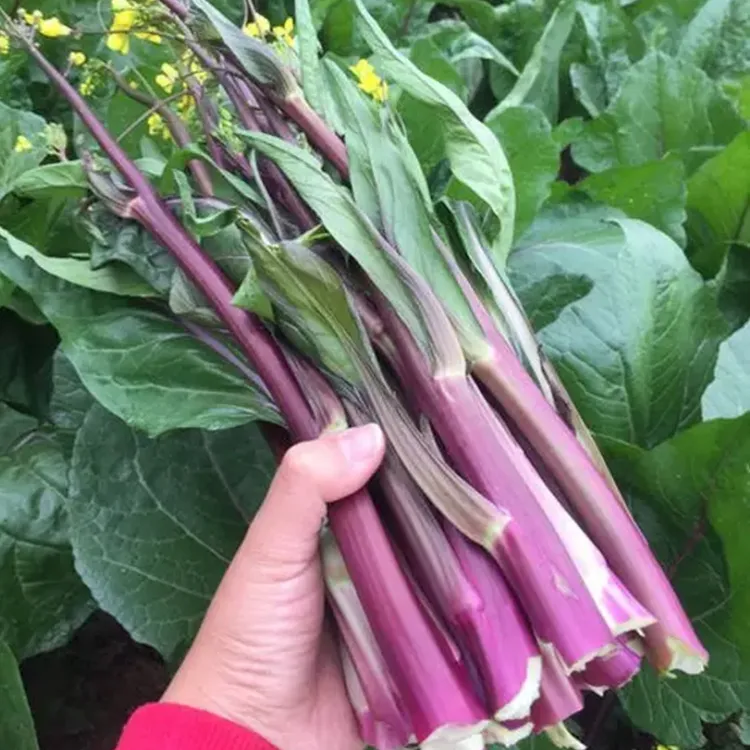 特产红苔菜种子紫红菜苔菜心蔬菜种籽农家四季春季易种植盆栽菜籽