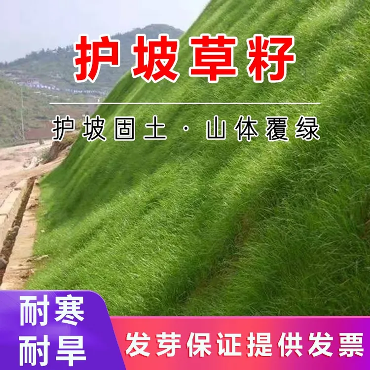 护坡固土草种护坡草籽绿化草坪耐旱种子护坡草种子山体复绿草籽