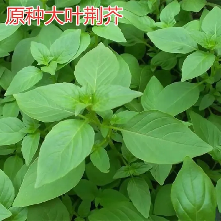 大叶荆芥种子野菜速生香荆芥春夏秋耐热蔬菜籽清香鲜嫩夏季简单