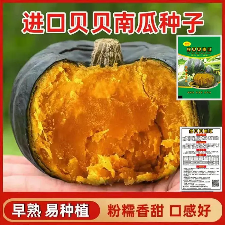 板栗南瓜甜糯正宗绿贝贝南瓜高产抗病早熟四季播种庭院蔬菜种子
