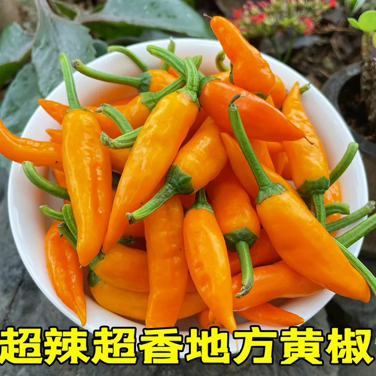 福建永安黄椒新鲜采摘特辣农家种植辣椒产地直发~中辣
