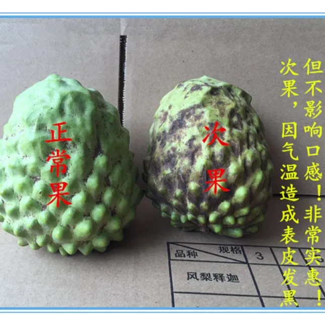 百爱种植牛奶凤梨释迦大果顺丰坏果包赔水果释迦冰淇淋次果