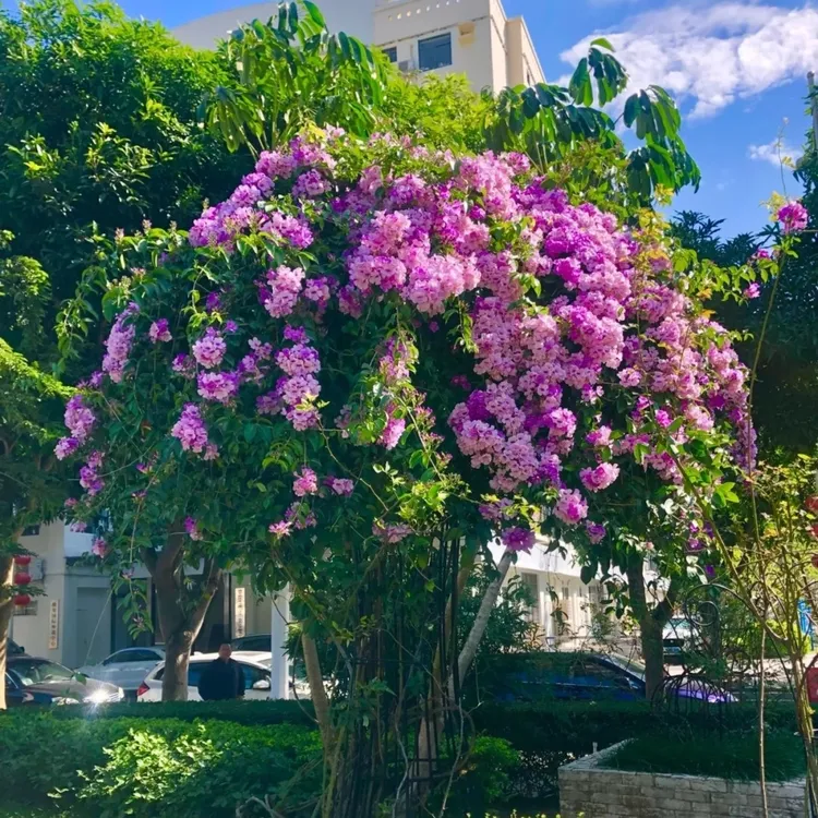 蒜香藤爬藤本植物花苗紫铃藤耐寒耐热室内外庭院花卉盆栽四季开花