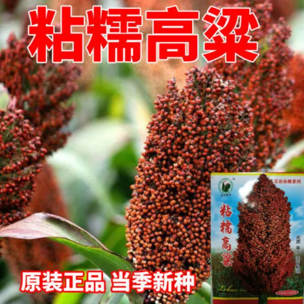高粱瓜果种子高粱瓜果种子矮生抗旱酿酒高粱瓜果籽播种蔬菜种子