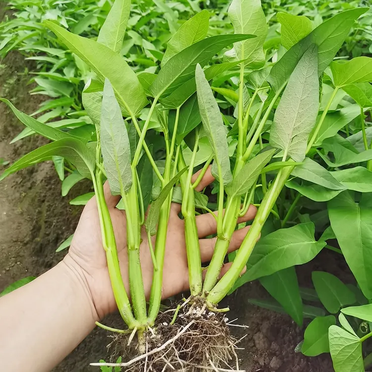 三叉菜空心菜种子种籽四季春季菜种青菜盆栽菜籽蔬菜孑种简单夏季