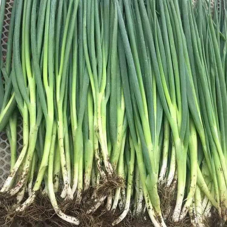 东北香葱 吃饭包必备 1500g 顺丰包邮