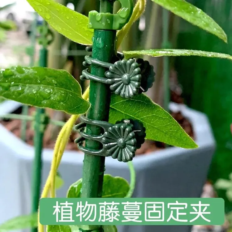 淘不淘器瓜果爬藤植物扶蔓架扶正固定塑料夹子可重复使用园艺夹