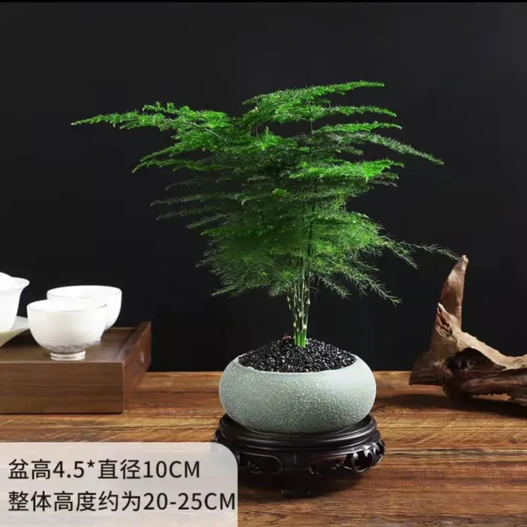 【开业福利】文竹盆栽绿植绿色磨砂陶瓷盆室内盆栽绿植带底座送礼