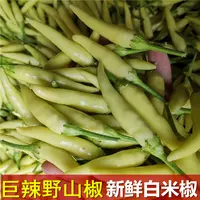 新鲜白米椒巨特辣野山椒小米辣剁椒泡椒白色辣椒朝天发现摘1-5斤