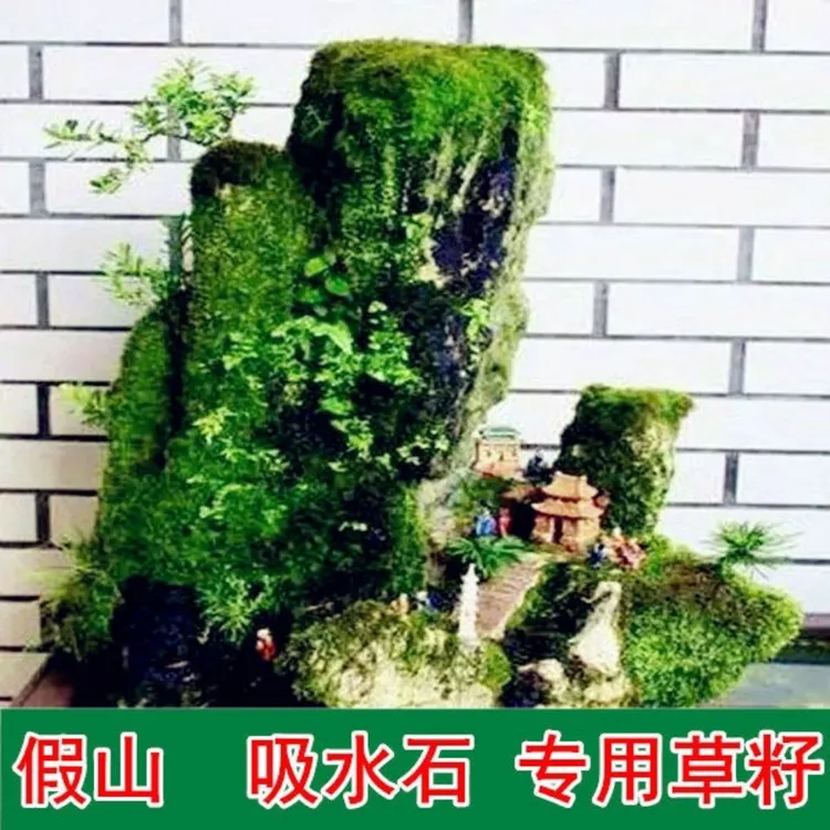 四季假山草种子 造盆景珍珠草种子 吸水石草籽上水石植物新手易种