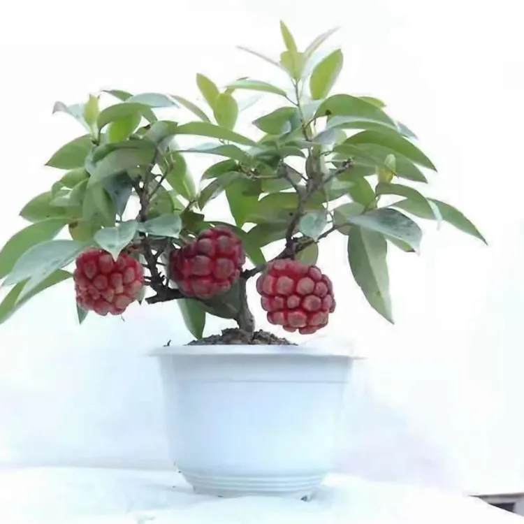 黑老虎三年大苗黑老虎杯苗布福娜大苗带原土球发货