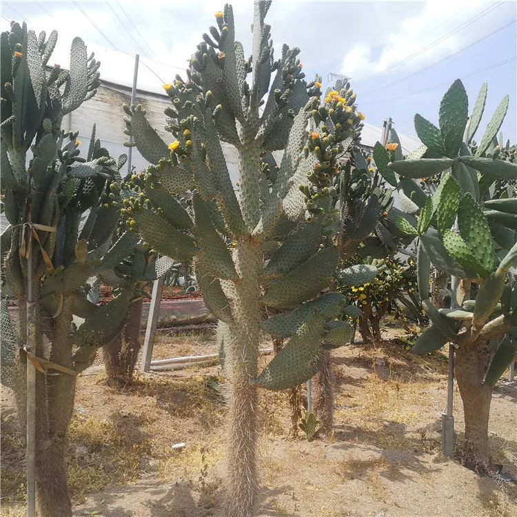 鱼鳞仙人掌 多浆植物仙人掌 沙漠造景庭院沙漠景观布置漳州花卉批