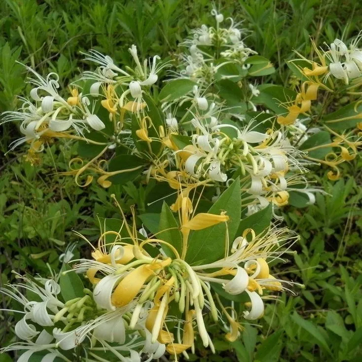金银花苗盆栽地栽爬藤常青四季花卉可泡茶带土带叶绿化耐寒观赏