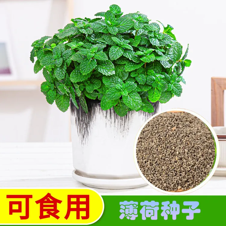 【新疆包邮】留兰香薄荷种子可食用好养绿植500颗/包四季翠绿