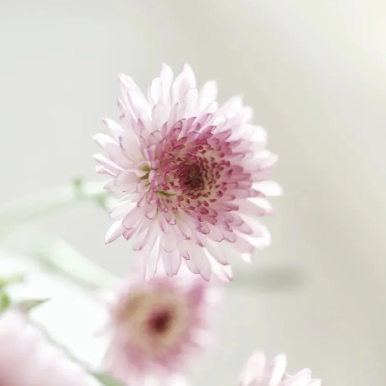 【花依花伴】小雏菊
