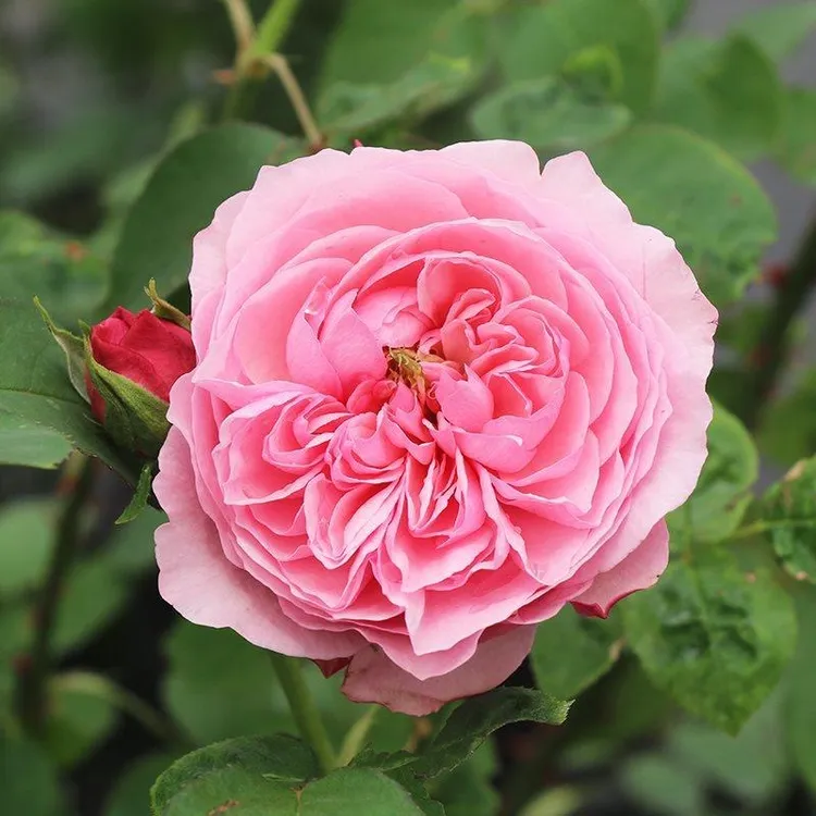 新品浓香切包凯莉（Carey）奥斯汀欧月多季花玫瑰中面