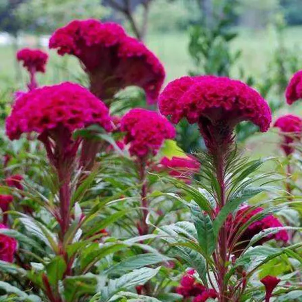 凤尾鸡冠花种子 头状观赏花籽阳台庭院花草花种子四季易种