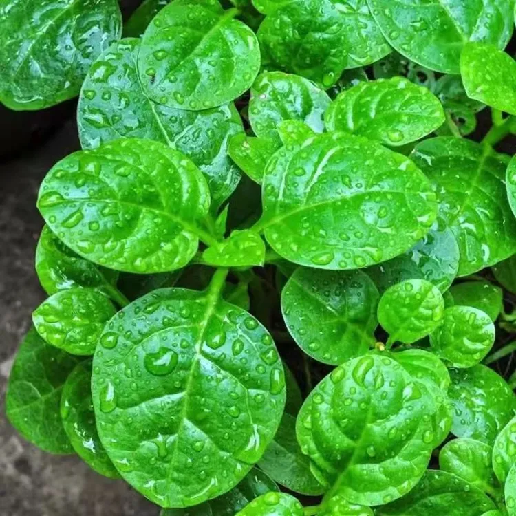 大叶木耳菜肉厚豆腐菜落葵小青菜种子春夏季室外阳台