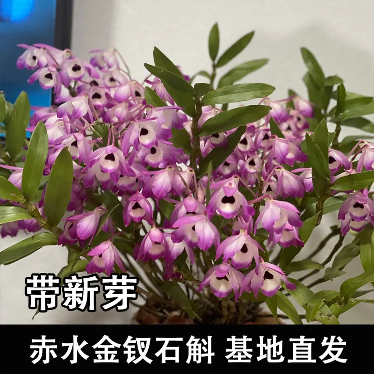 赤水金钗石斛兰盆栽苗 比较霍山铁皮鼓槌叠鞘球花石米麝香更好养