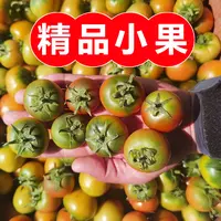 【产地直发】尝鲜小果2斤装草莓铁皮柿子盐碱地孕妇水果番茄酸甜