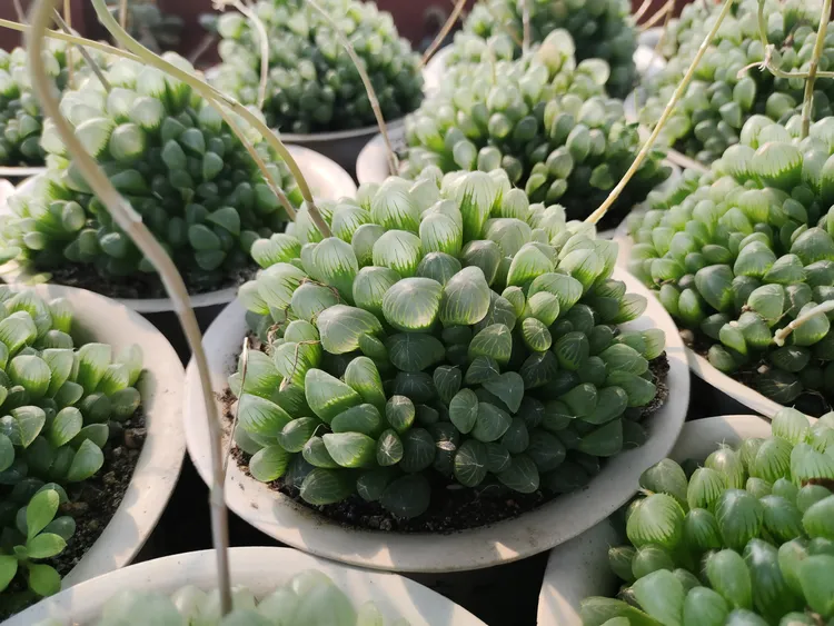 十二卷多肉植物超好养玉露寿玉露锦散光养多肉植物