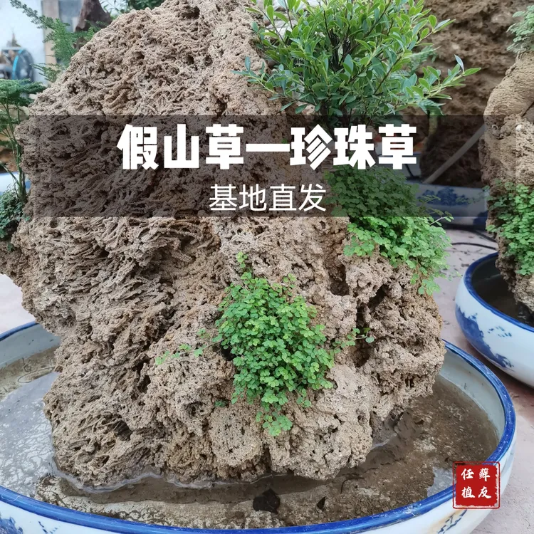 珍珠草假山草吸水石造景盆景水陆缸造景爬地矮珍珠喜水耐养