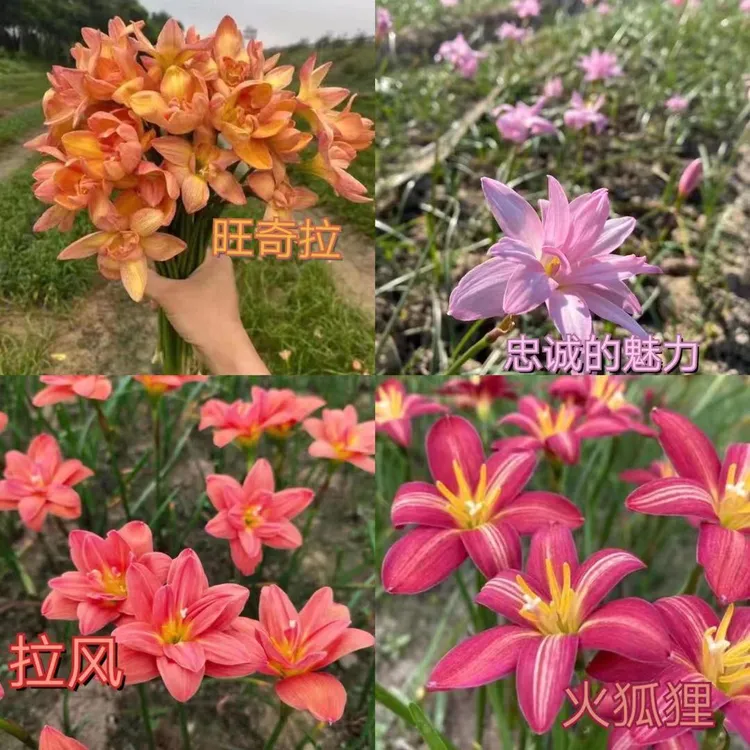 多年生风雨兰球根花卉夏秋开花耐晒耐高温易养