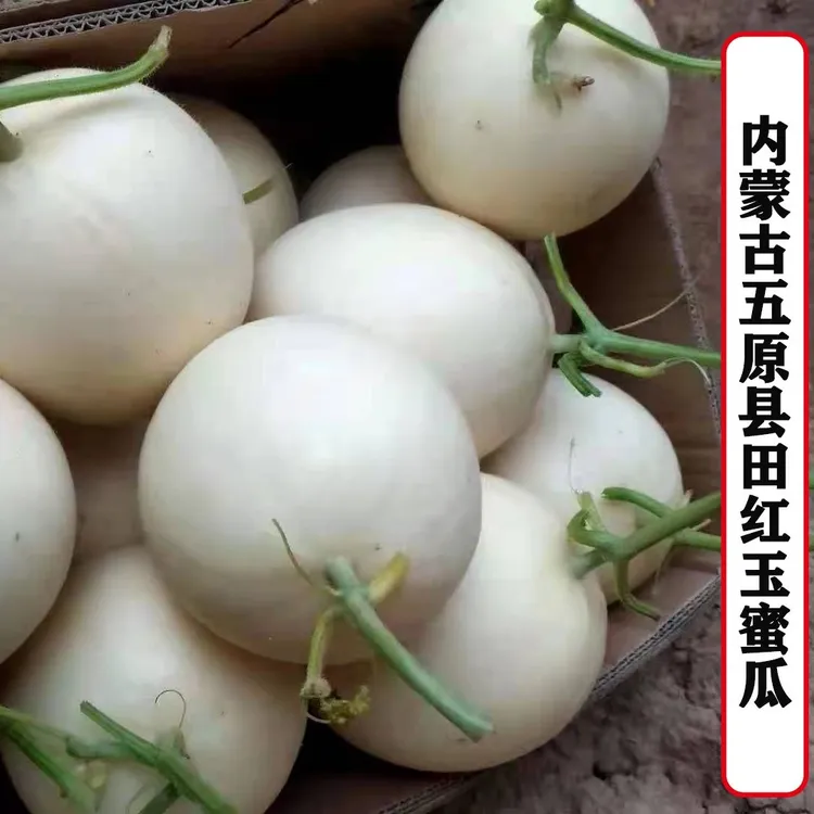 内蒙古巴彦淖尔五原县甜红玉甜瓜包邮 巴盟香瓜