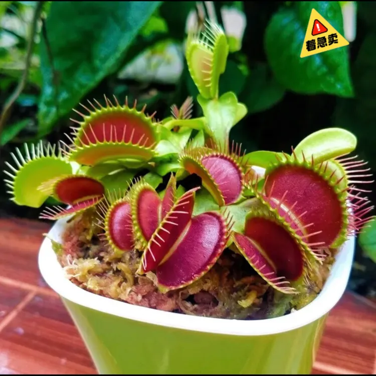 大红夹捕蝇草盆栽吃虫子苍蝇趣味窗台桌面食虫植物多年生好养花