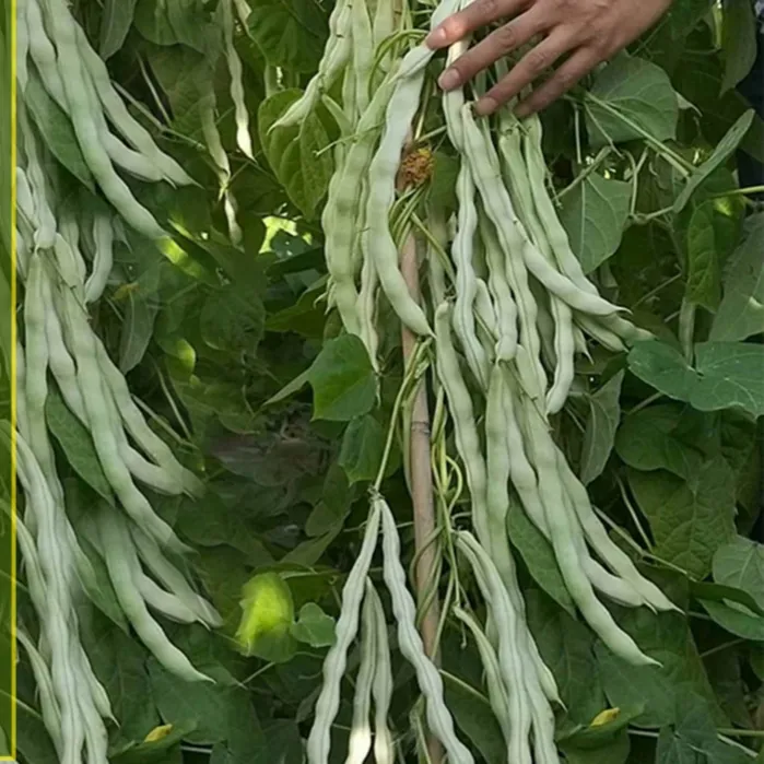 压塌架九粒白芸豆种子 春秋种植盆栽种子结果早条长简单春季温室