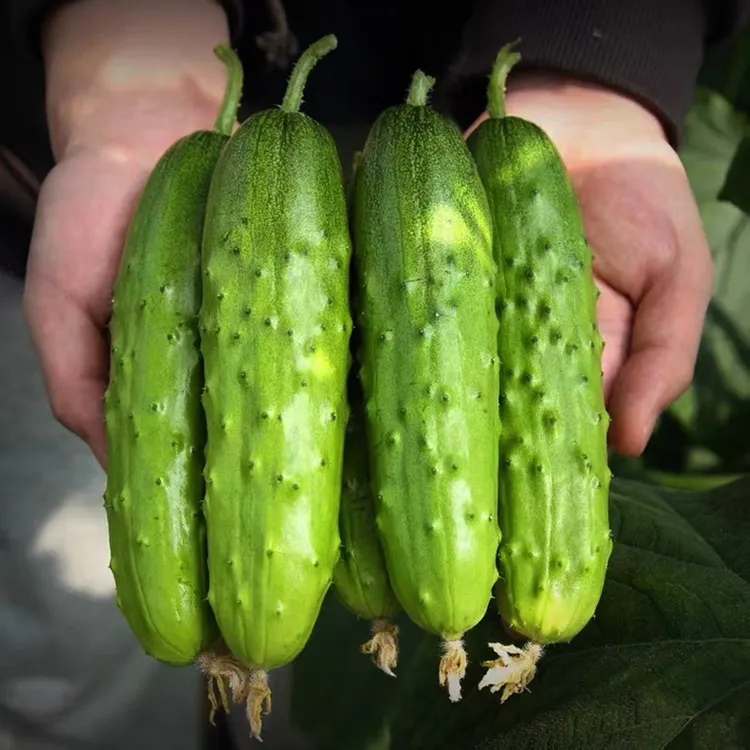 正宗东北新鲜小黄瓜1斤/3斤/5斤装旱黄瓜小青瓜水果黄瓜整箱包邮