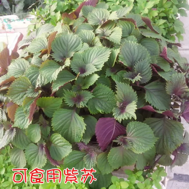 紫苏叶四季大叶双面紫苏蔬菜食用野菜去腥提鲜好帮手
