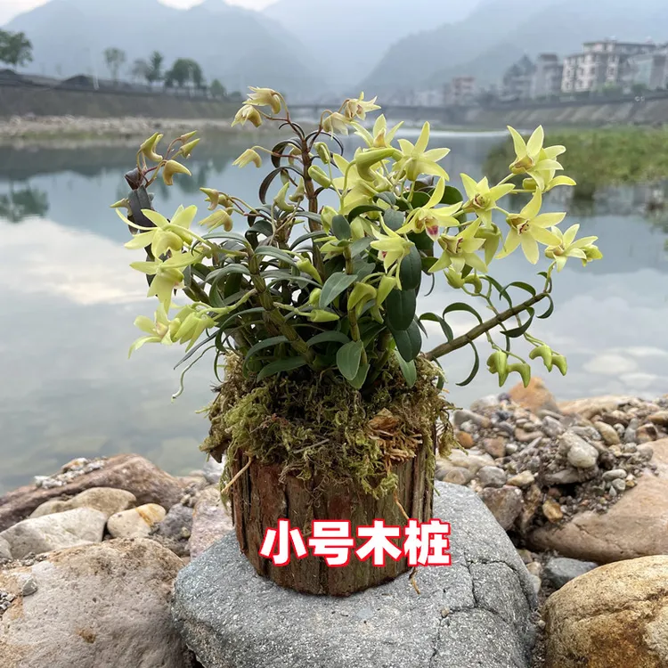 浙江铁皮石斛木桩种植春夏季5到6月开花黄色室内外养殖绿植花卉