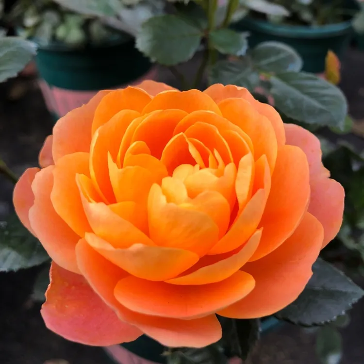 果汁阳台花卉绿植盆栽月季蔷薇 