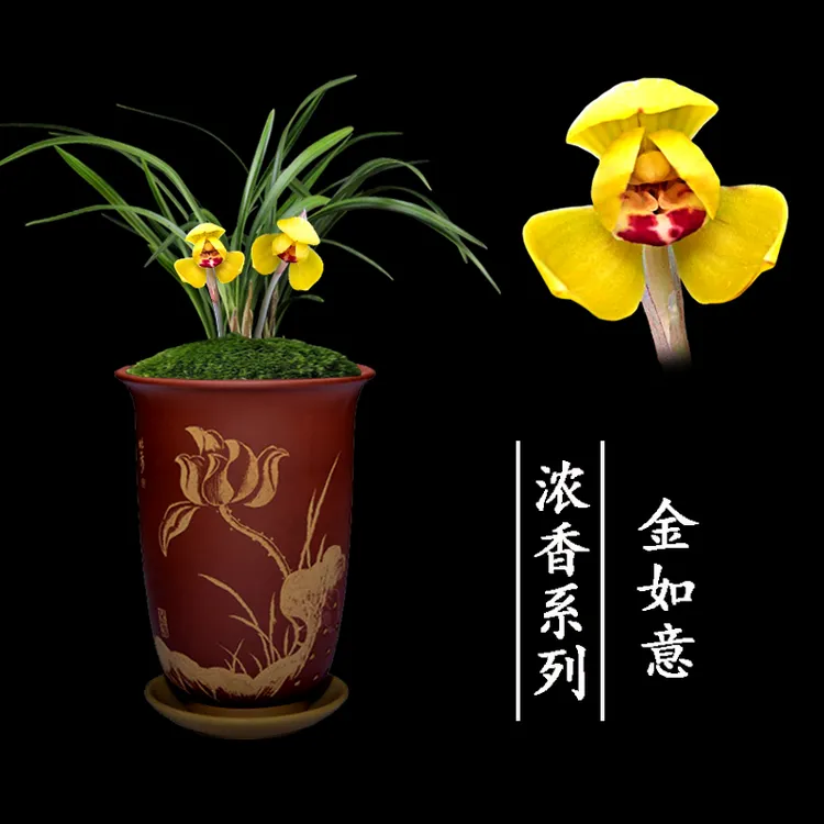 兰花盆栽植物室内春兰金如意浓香带花苞好养客厅窗台办公桌兰花苗