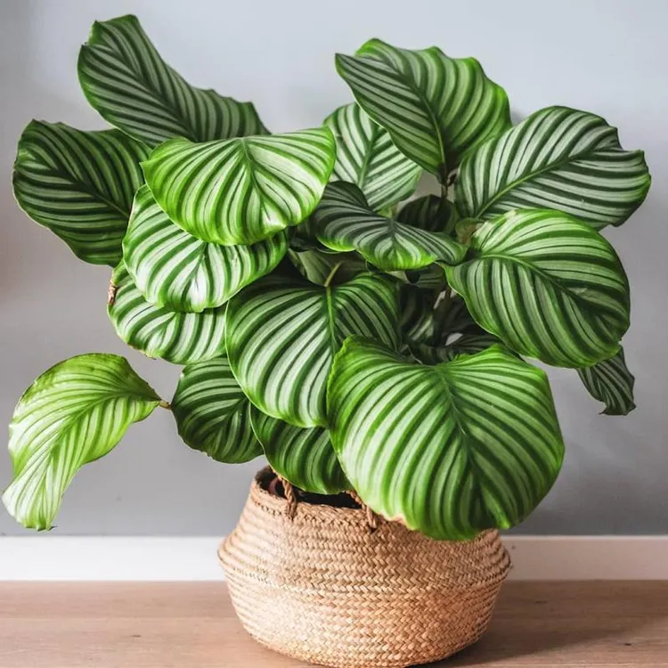 青苹果竹芋盆栽网红绿植好养耐阴室内客厅办公室吸甲醛四季常青