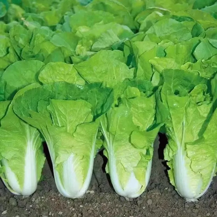 【快菜种子】小白菜种子籽春秋冬蔬菜菜种籽奶油快菜种子