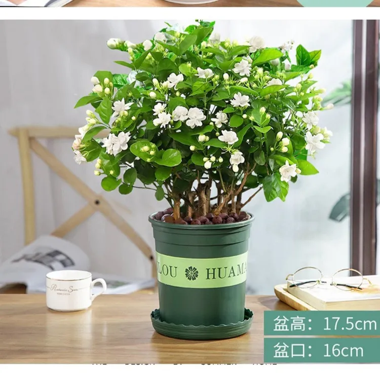 茉莉花盆栽老桩庭院阳台室内外四季花卉茉莉花苗观花植物净化空气