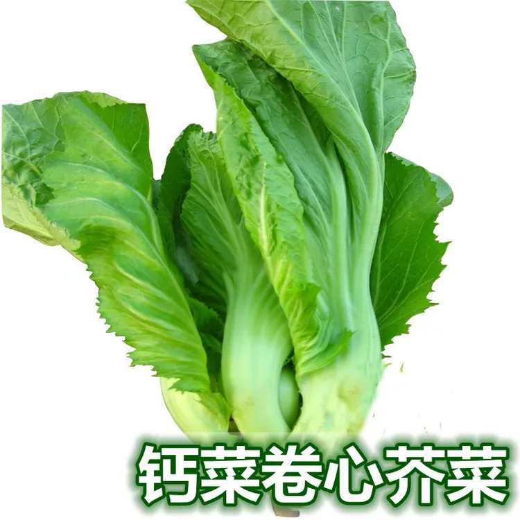 籽种包心芥菜种子大叶脆嫩清香种子腌制酸菜泡菜四季种植蔬菜种子
