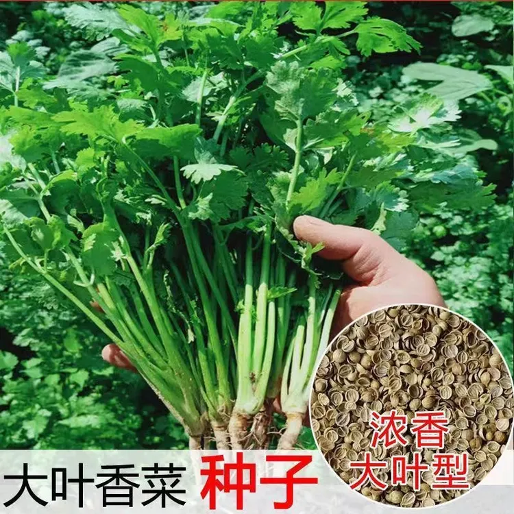 大叶香菜种子四季大叶香菜花盆菜园可种速生免破壳香菜种子