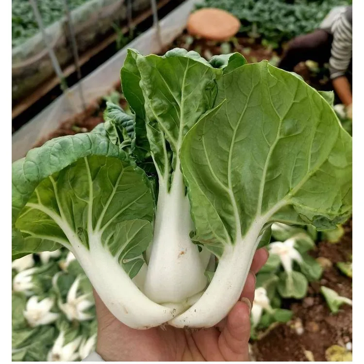 四季奶油小白菜种速生白梗耐寒矮脚小白菜籽耐热种孑阳台种植盆栽