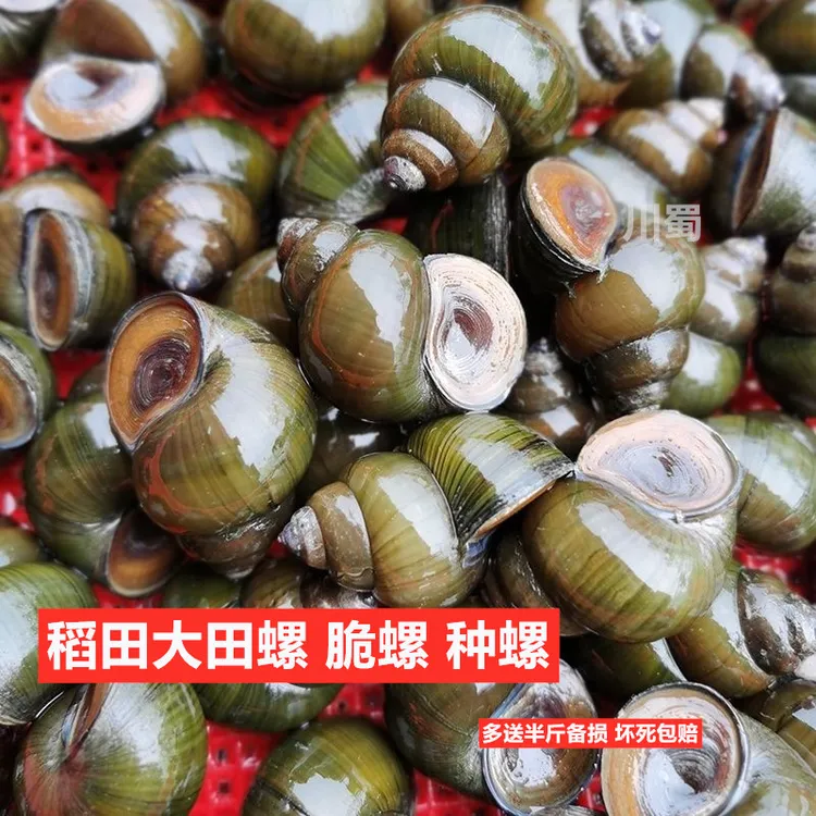稻田大田螺新鲜脆螺泥螺食用螺蛳肉超大田螺观赏除藻螺丝包活5斤