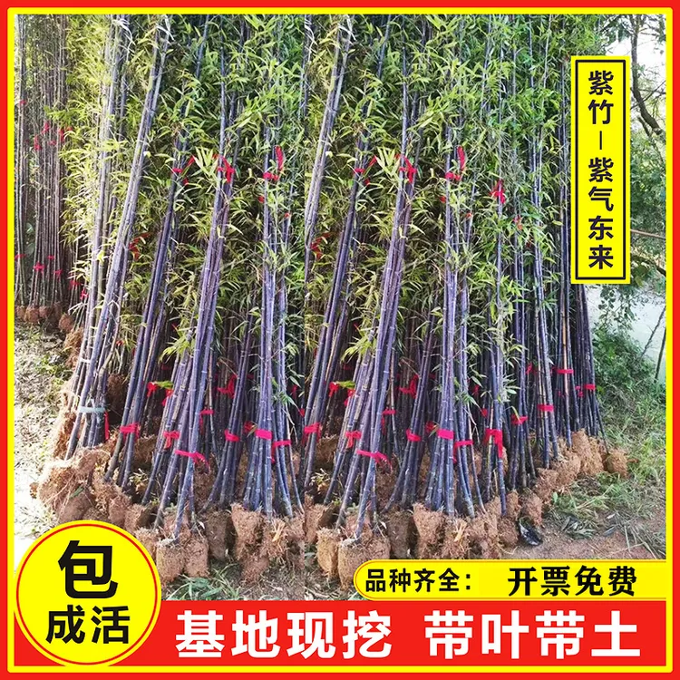 竹子苗批发庭院耐寒景观竹紫竹罗汉竹金镶玉竹黄金竹青竹户外室内