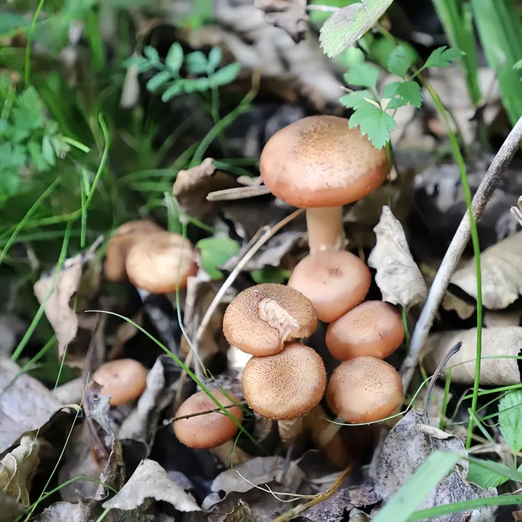 东北特有榛蘑 自然晒干 保留原汁原味