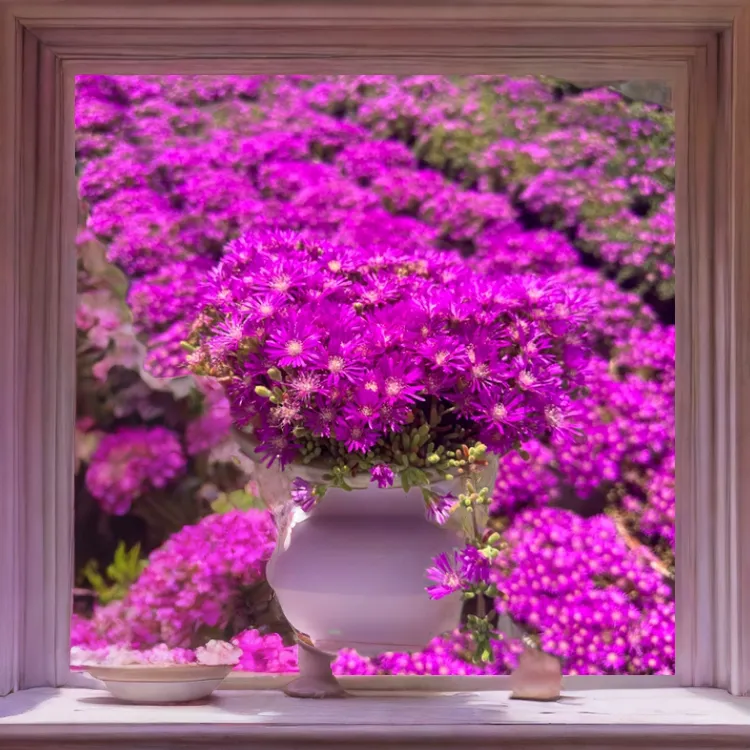 易飘枝12杯云南带盆带土枝干番杏多肉植物新手好养活开花美商品图