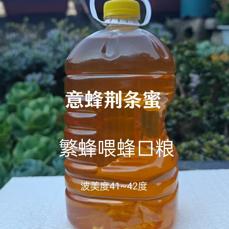 纯的意蜂荆条花蜜繁蜂喂蜂口粮蜜，缺蜜中蜂繁蜂喂马蜂口粮，