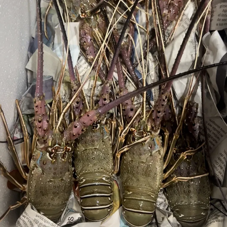 海捕 小青龙10只装鲜活发货 到家保鲜不包活